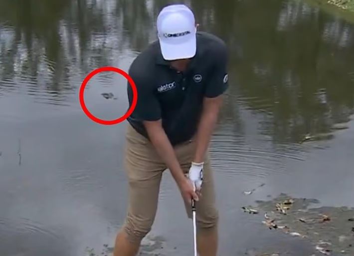 Đứng ở mép nước nước đánh bóng, tay golf bị cá sấu theo dõi phía sau