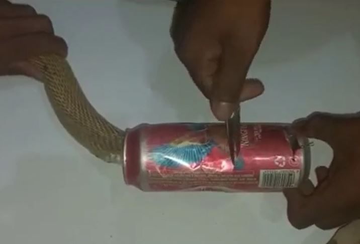 Rắn hổ mang chúa mắc kẹt trong lon bia và màn giải cứu 'nghẹt thở'
