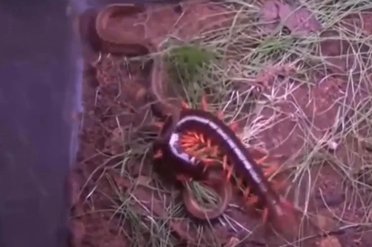 Ảnh cắt từ clip.