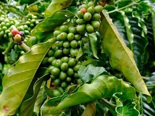 Giá nông sản hôm nay 21/4: Hồ tiêu xuất khẩu tăng mạnh, cà phê phục hồi, lúa gạo đi ngang