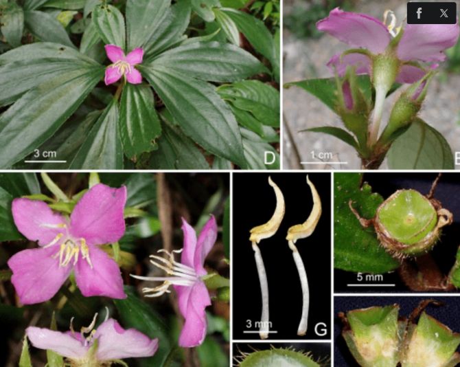 Phát hiện 2 loài thực vật mới tại Quảng Trị