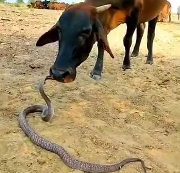 Bò thản nhiên liếm đầu hổ mang chúa và màn đáp trả gây kinh ngạc của rắn