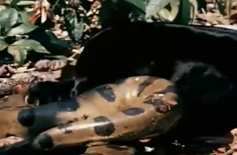 Ảnh cắt từ clip.