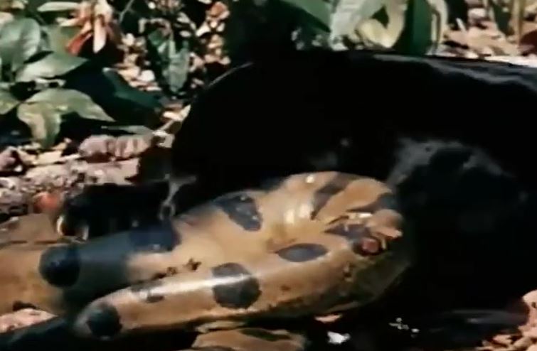 Báo đen hạ gục trăn Anaconda sau màn tử chiến nghẹt thở