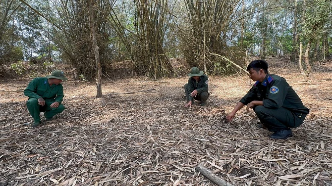 +ảnh 2: Lực lượng bảo vệ cơ động của Vườn Quốc gia Tràm Chim đang kiểm tra lớp thực bì tại rừng tràm. (Ảnh: An Xuyên).