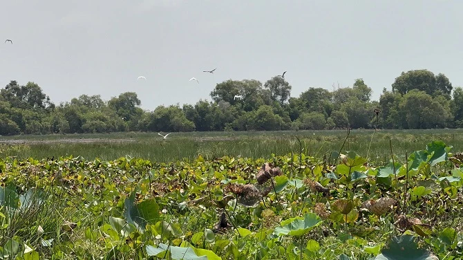 +ảnh 5: Vườn quốc gia Tràm Chim, nơi hàng trăm loài chim nước, thủy sinh và động vật hoang dã quý hiếm sinh sống. (Ảnh: An Xuyên).