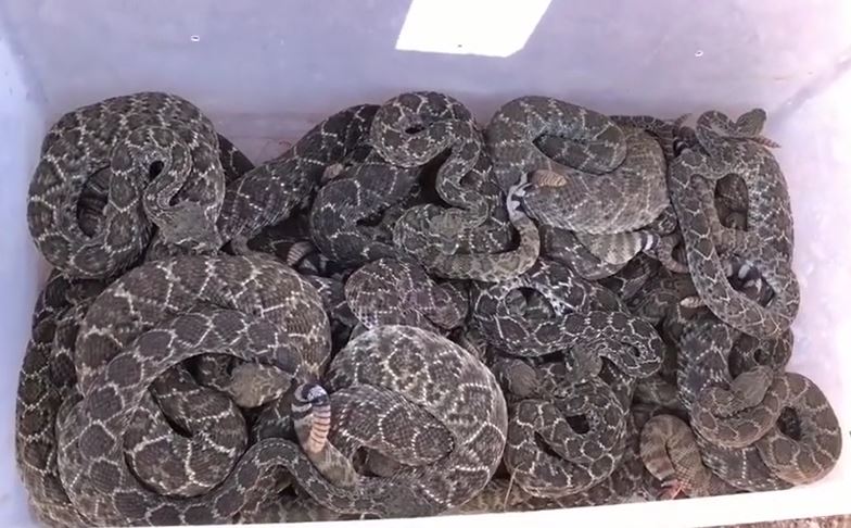 Phát hiện 39 con rắn đuôi chuông trú ẩn dưới nền nhà dân và màn di dời gay cấn