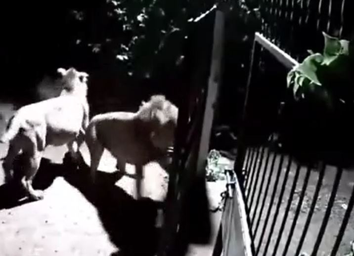 Sư tử xuất hiện giữa đêm, hai con chó nhà gan lì tạo màn đối đầu kịch tính