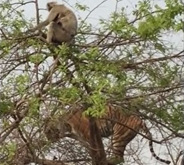 Leo cây săn khỉ, hổ nhận cú ngã ê chề vì bị chơi xỏ