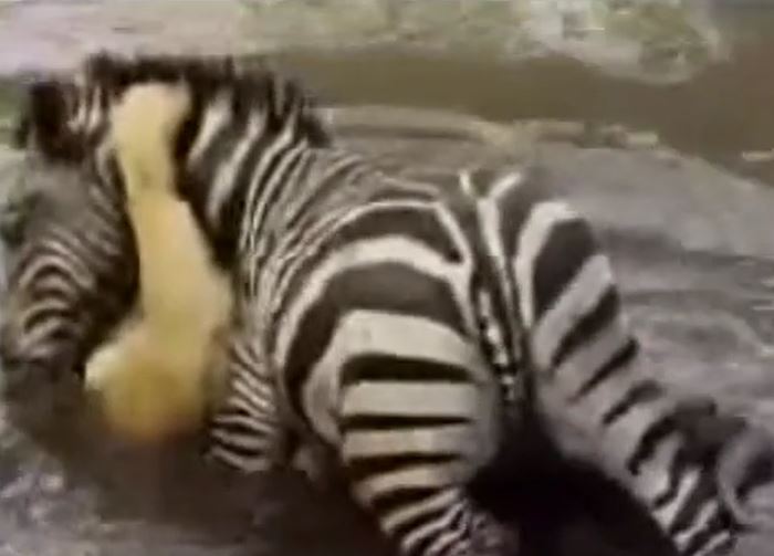 Bị ngoạm cổ giữa sông, ngựa vằn tung đòn phản công dìm sư tử sặc nước