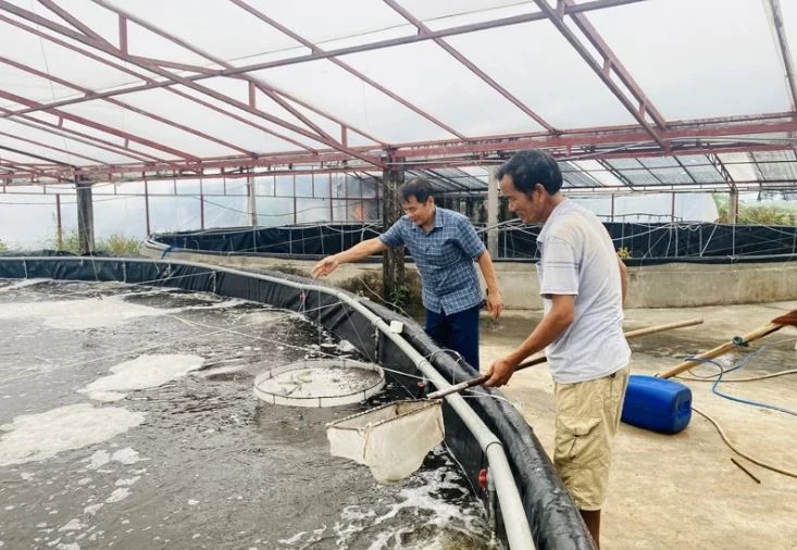 Diện tích nuôi tôm thẻ chân trắng ứng dụng công nghệ cao của gia đình ông Phạm Văn Hiếu, thôn 20, xã Tân Tiến. Ảnh: Báo Thanh Hóa.