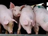 Giá heo hơi hôm nay 26/4: Tuần qua thị trường tiếp tục điều chỉnh nhẹ