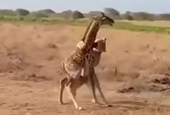 Vồ gục hươu cao cổ con, sư tử cái bỏ chạy thục mạng khi 'phụ huynh' xuất hiện