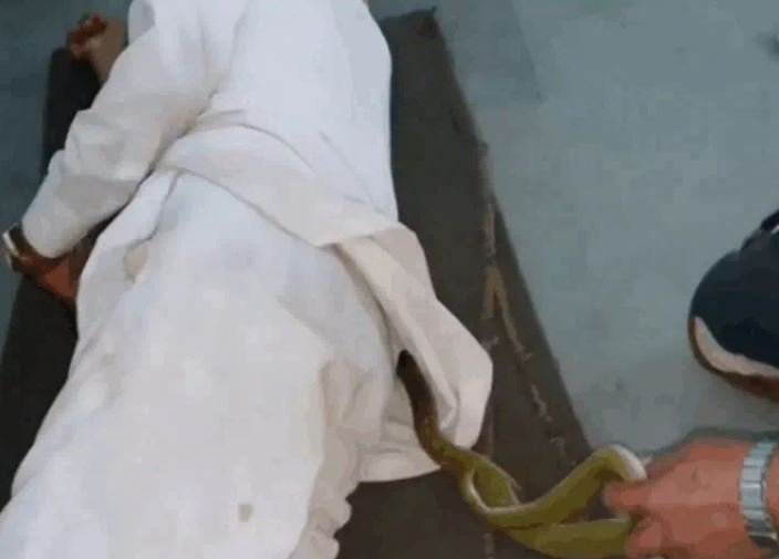 Nằm ngủ ở bệnh viện, người đàn ông bị rắn độc chui vào áo và màn giải cứu 'nghẹt thở'