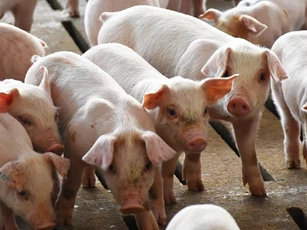 Giá heo hơi hôm nay 27/4: Duy trì ổn định