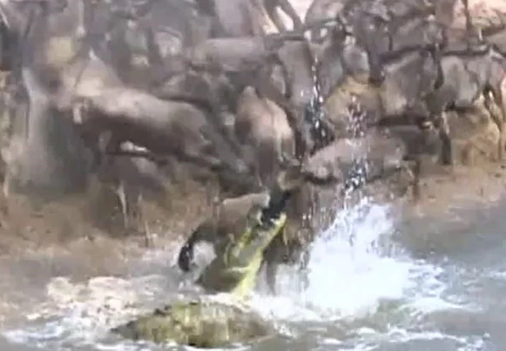 Ảnh cắt từ clip.