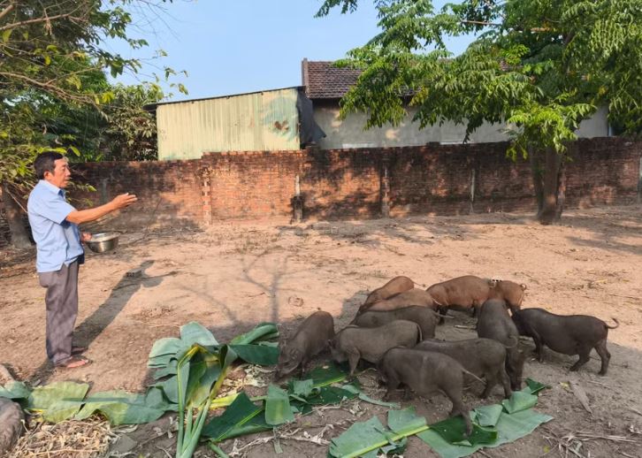 Nuôi heo đen lai tự nhiên, nông dân Gia Lai thu tiền tỷ, mở lối làm giàu bền vững