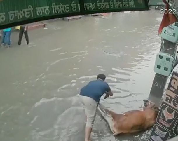 Người đàn ông lao vào cứu bò bị điện giật giữa đường ngập nước