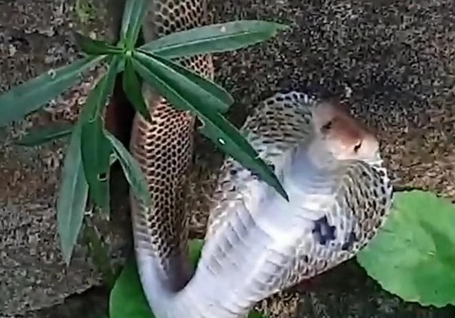 Ảnh cắt từ clip.