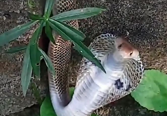 Tử chiến bảo vệ chủ, chó nhà cắn đứt đôi rắn hổ mang