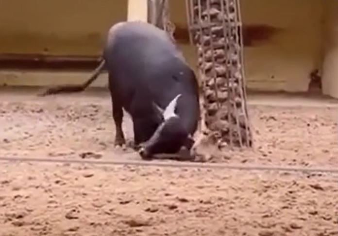 Thấy rùa bị lật ngửa, trâu bất ngờ ra tay giải cứu