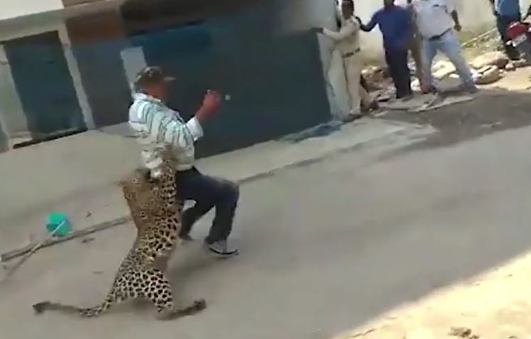 Báo hoa mai bất ngờ nổi điên, vồ người giữa cuộc vây bắt nghẹt thở