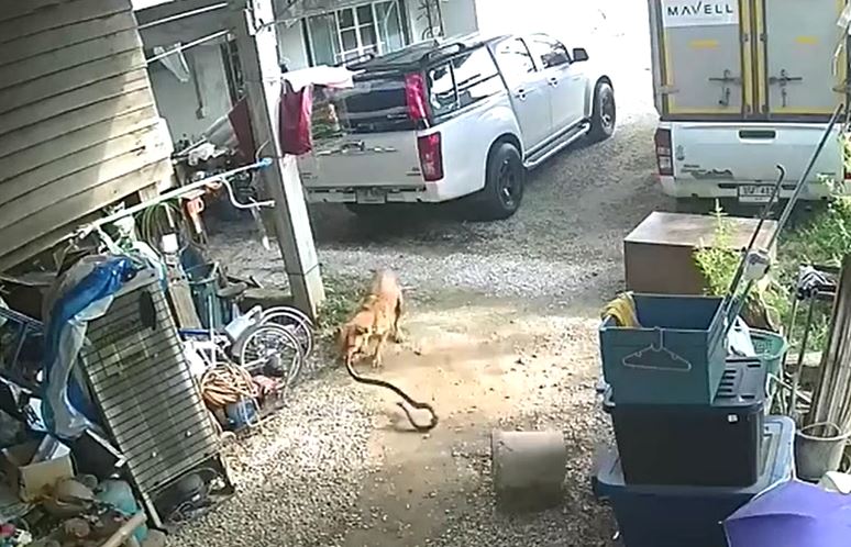 Rắn trườn tới cửa, chó nhà lao ra hạ gục trong chớp mắt