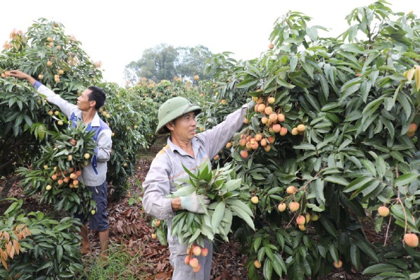 Bắc Ninh: Vải thiều mất mùa, doanh nghiệp chủ động kết nối thu mua