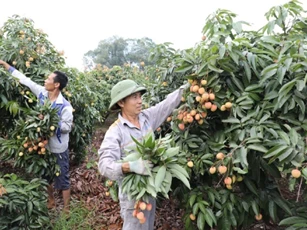 Bắc Ninh: Vải thiều mất mùa, doanh nghiệp chủ động kết nối thu mua