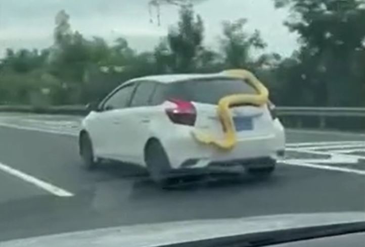 Trăn khủng bám trên ô tô đang chạy trên cao tốc