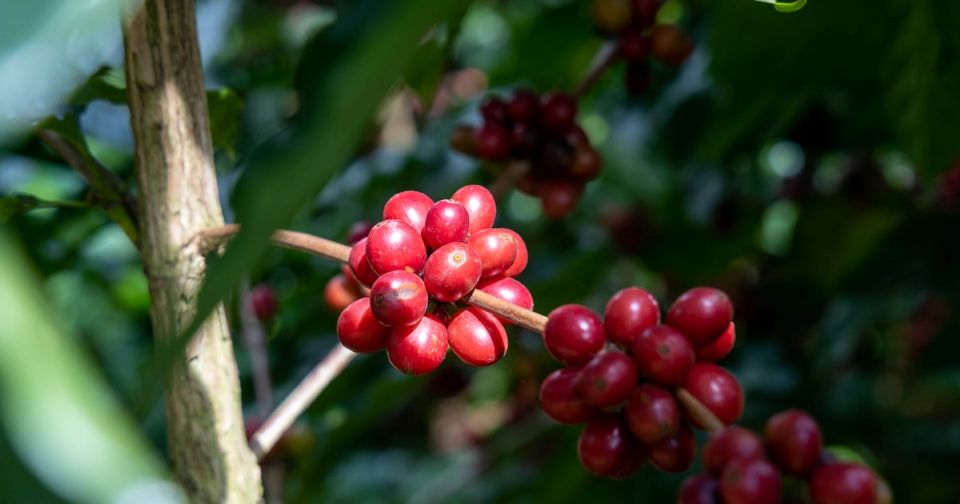 Giá nông sản ngày 2/5: Cà phê lao dốc, hồ tiêu neo đỉnh, gạo xuất khẩu phân hóa