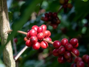 Giá nông sản ngày 2/5: Cà phê lao dốc, hồ tiêu neo đỉnh, gạo xuất khẩu phân hóa
