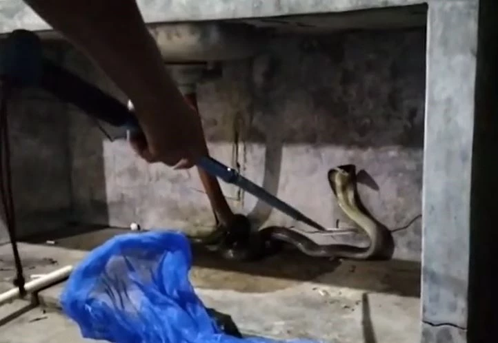 Ảnh cắt từ clip.