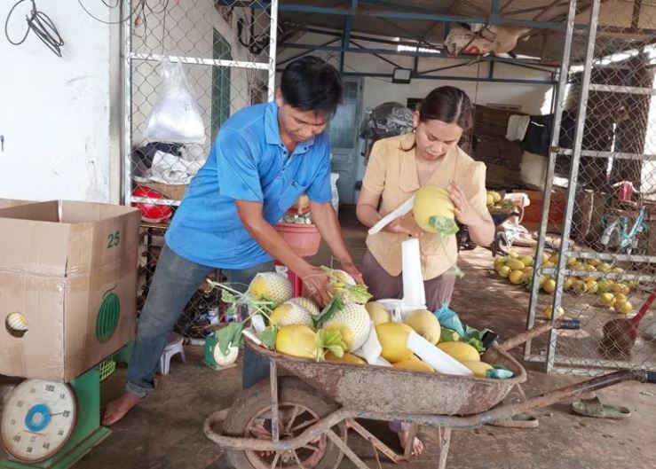 Nông nghiệp sạch ở Tây Gia Lai bứt phá nâng giá trị nông sản, nông dân thu tiền tỷ