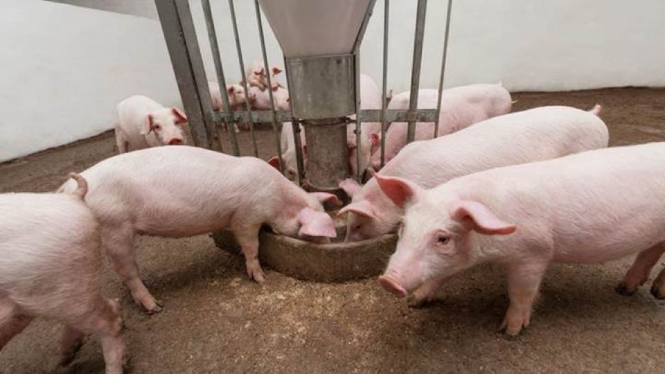Giá heo hơi ngày 4/5: Đồng Nai chạm mốc 70.000 đồng/kg sau kỳ nghỉ lễ