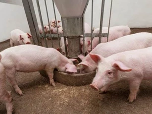 Giá heo hơi ngày 4/5: Đồng Nai chạm mốc 70.000 đồng/kg sau kỳ nghỉ lễ
