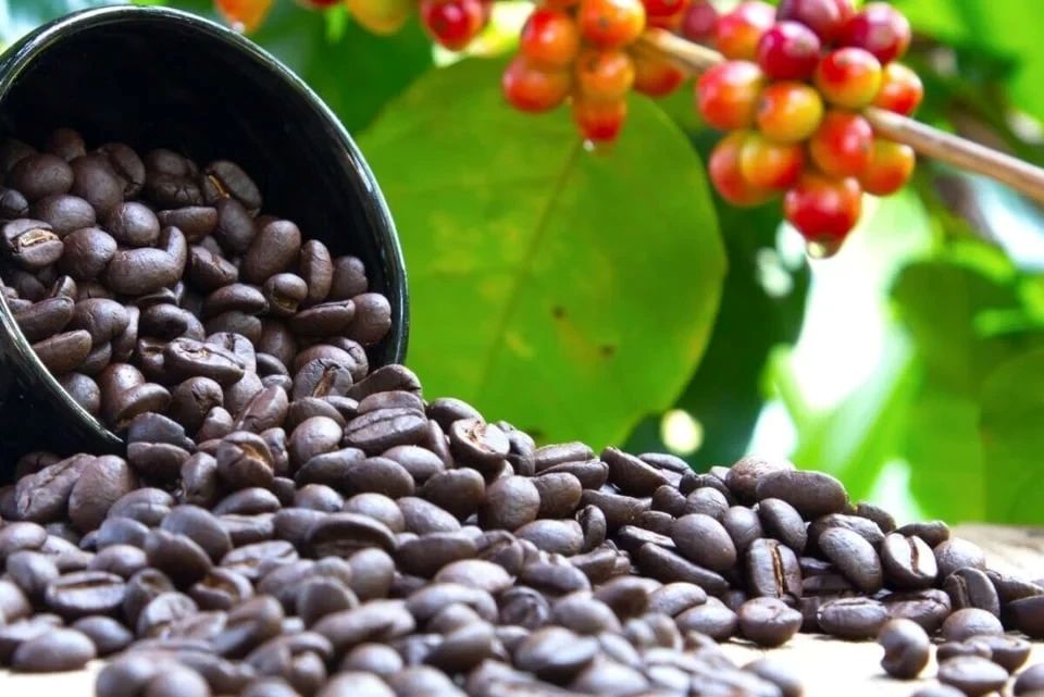 Giá nông sản ngày 4/5: Cà phê lao dốc, hồ tiêu giữ đỉnh, lúa gạo ổn định