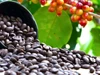 Giá nông sản ngày 4/5: Cà phê lao dốc, hồ tiêu giữ đỉnh, lúa gạo ổn định