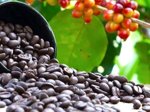 Giá nông sản ngày 4/5: Cà phê lao dốc, hồ tiêu giữ đỉnh, lúa gạo ổn định