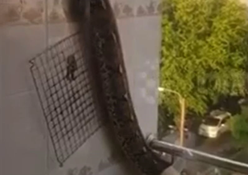 Ảnh cắt từ clip.