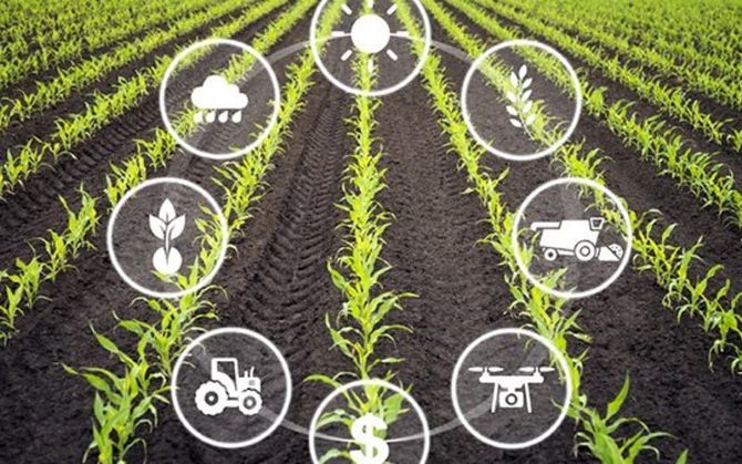 Hà Nội thúc đẩy IoT trong nông nghiệp, hướng tới sản xuất thông minh