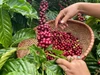 Giá nông sản ngày 7/5: Hồ tiêu neo cao 144.000 đồng/kg, cà phê bật tăng nhẹ trở lại