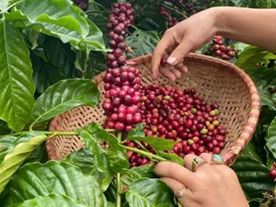 Giá nông sản ngày 7/5: Hồ tiêu neo cao 144.000 đồng/kg, cà phê bật tăng nhẹ trở lại