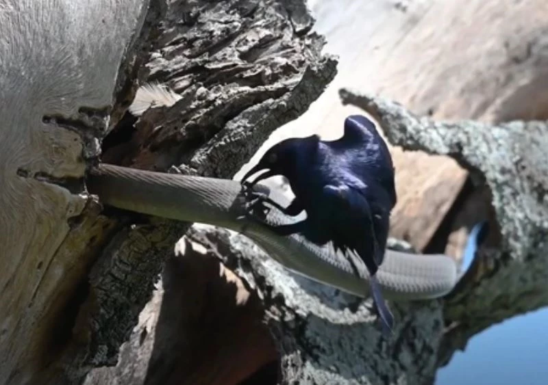 Ảnh cắt từ clip.
