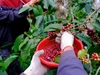Giá nông sản ngày 8/5: Cà phê tăng tốc mạnh, hồ tiêu giữ đỉnh cao, gạo xuất khẩu khởi sắc trở lại