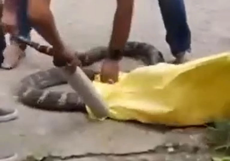 Ảnh cắt từ clip.