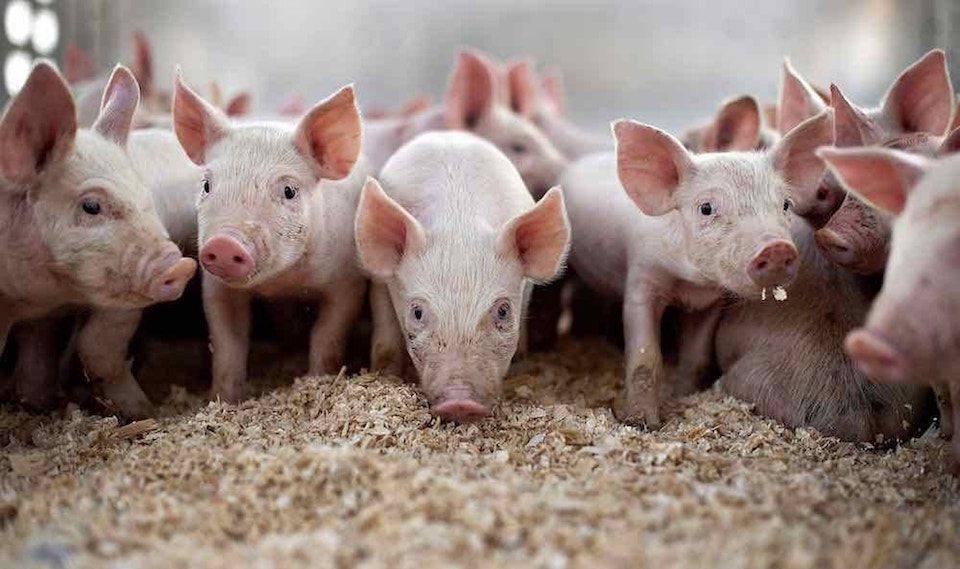 Giá heo hơi ngày 9/5: Tăng ở cả ba miền, Đồng Nai lên 71.000 đồng/kg