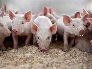 Giá heo hơi ngày 9/5: Tăng ở cả ba miền, Đồng Nai lên 71.000 đồng/kg