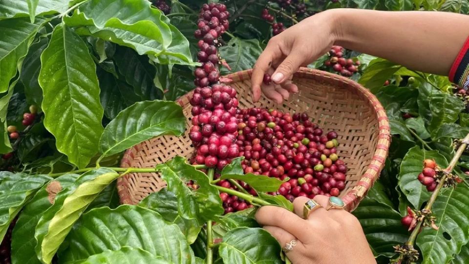 Giá nông sản ngày 10/5: Hồ tiêu giữ đỉnh cao, cà phê hạ nhiệt, thị trường lúa gạo giao dịch chậm