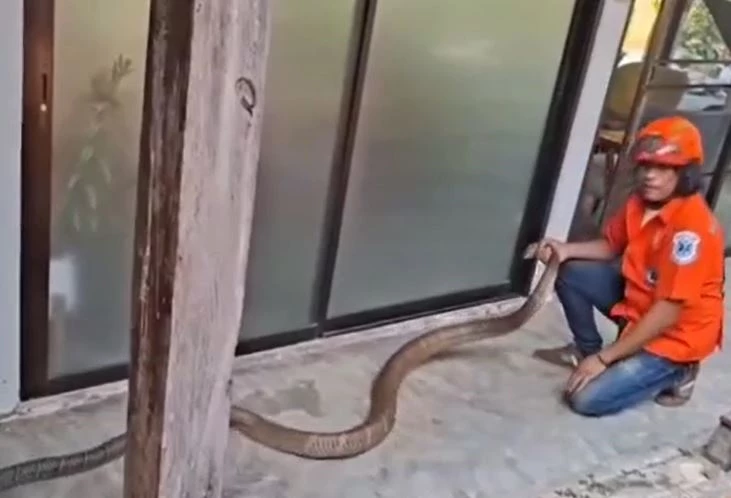 Ảnh cắt từ clip.